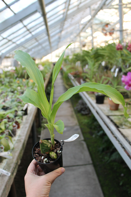 Lycaste Primadonna x Yoko's Sister.jpg