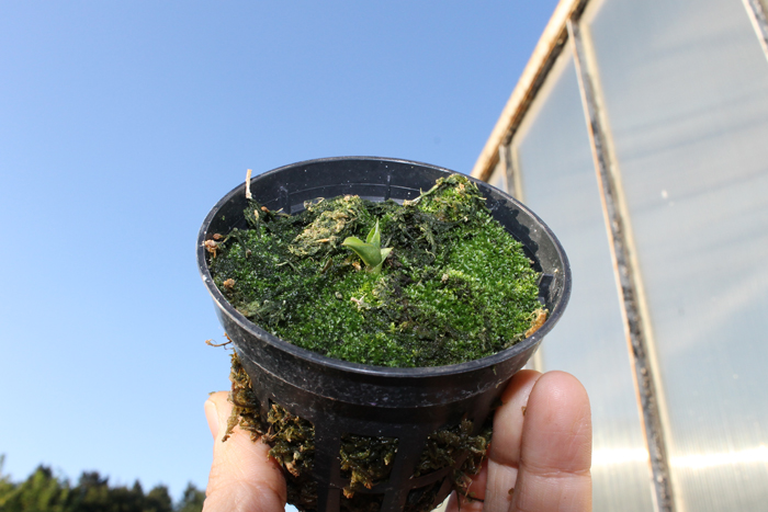 Habenaria rhodocheila 'Orange'.jpg