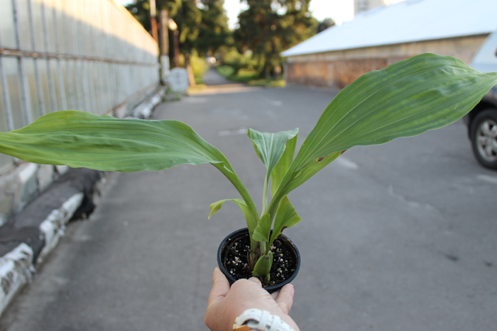 Lycaste lasioglossa.jpg