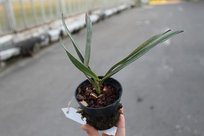 Ionopsis utricularioides.jpg