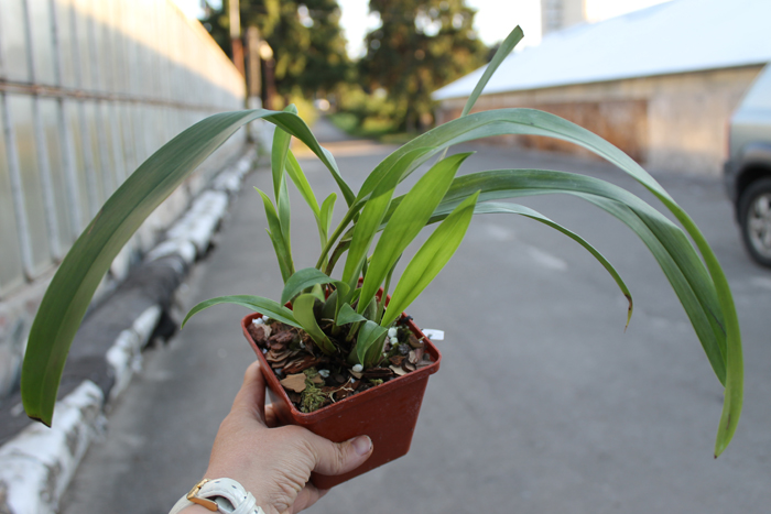 Maxillaria lepidota.jpg