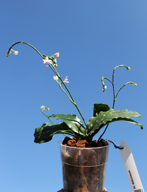 Kingidium deliciosum.jpg