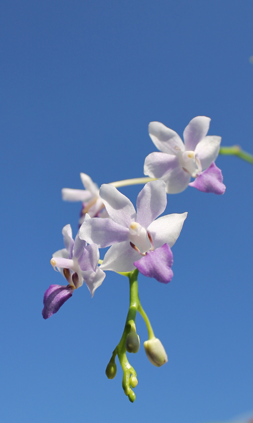 Phalaenopsis Tying Shin Blue Jay (peloric form) x equestris alba.jpg