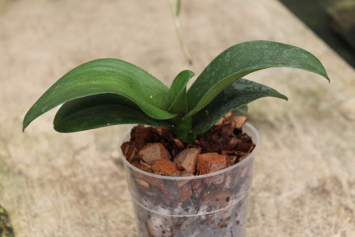 Asconopsis Jiaho's Orange 'Little Sweet Orange'.jpg
