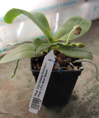 Phalaenopsis Tzu Chiang Chrisna x Phalaenopsis LD's Bear Queen.jpg