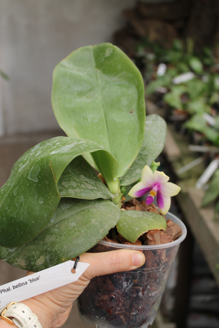 Phalaenopsis bellina 'blue'.jpg