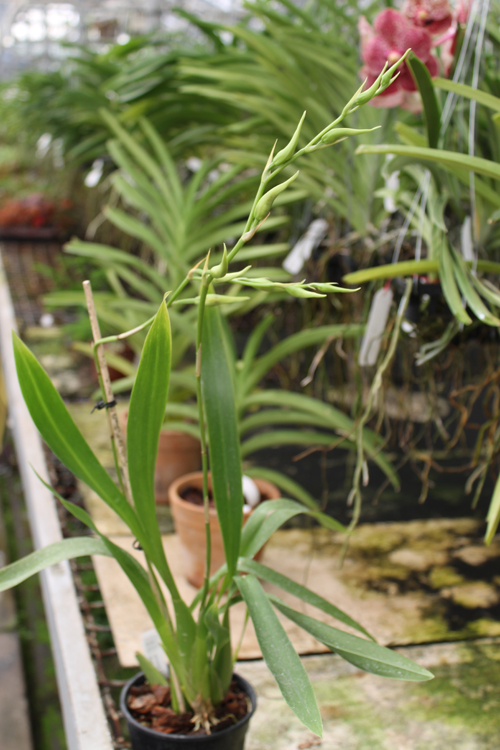 Beallara Peggy Ruth Carpenter 'Morning Joy'.jpg