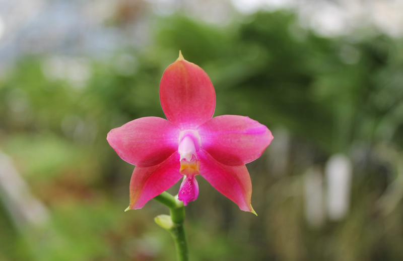 Phalaenopsis Jennifer Palermo x Phalaenopsis LD's Bear Queen.jpg