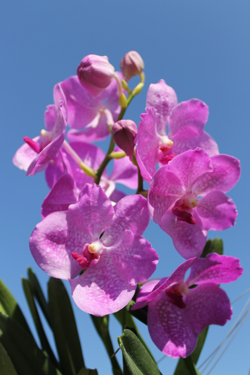 Vanda Adisak x Vanda Kultana Blue pink.jpg