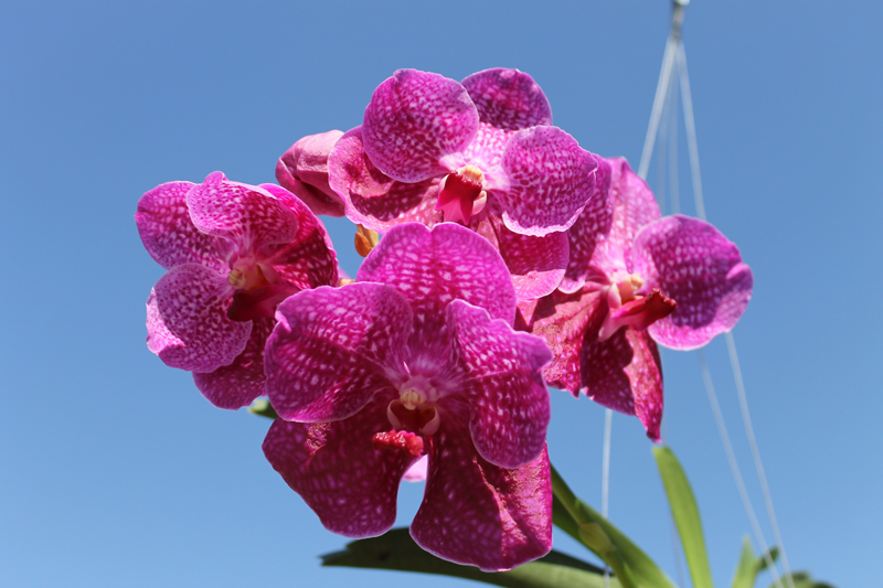 Vanda Bangkok Blue x Dr Anek.jpg