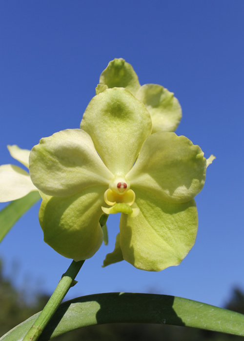 Ascocenda Kultana White Will x Vanda First Gold.jpg