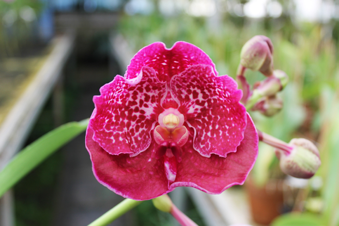 Vanda Suwapee Blue x Vanda Dr Anek.jpg