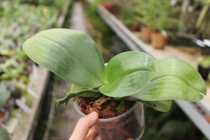 Phalaenopsis Ld's Bear King 'YK11'.jpg