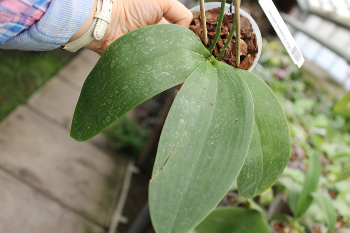 Phalaenopsis Equalacea selected.jpg