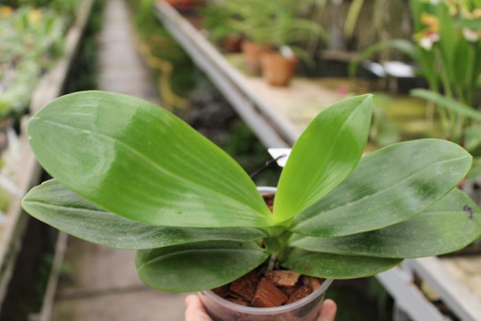 Phalaenopsis Chienlung Violet Canary.jpg