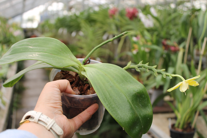 Phalaenopsis Tsay's Evergreen 'TH44'.jpg