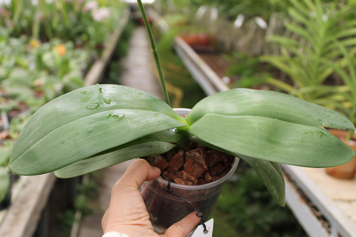 Phalaenopsis Mituo Sun 'Mituo #1' x Phalaenopsis Ld's Bear Queen.jpg