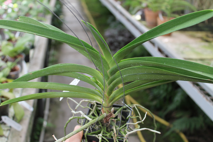 Ascocenda Kultana Gold Spot x Tubtim Velvet.jpg