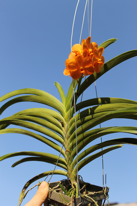 Ascocenda Suksamran Sunlight.jpg