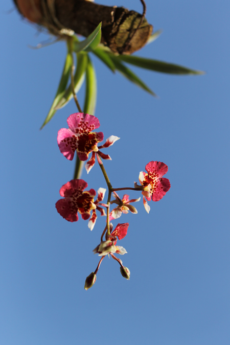 Oncidium (Tolumnia).jpg