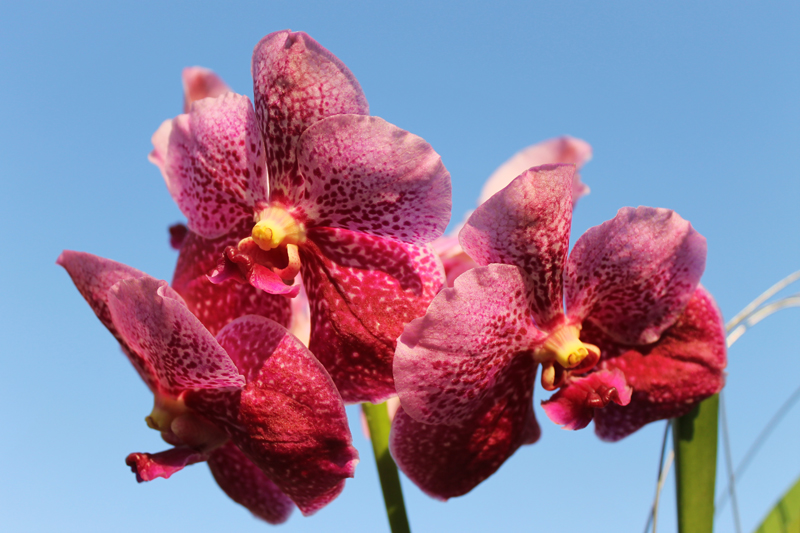 Vanda Thongchai x Vanda Mem Madame Pranerm.jpg