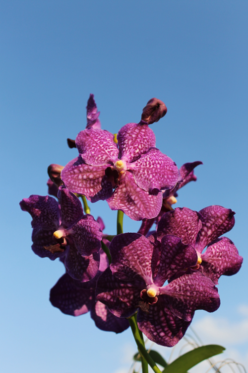 Vanda Dr Anek x Katsulea.jpg