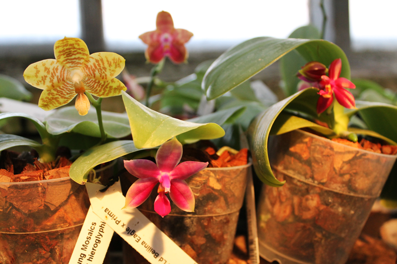 Phalaenopsis.jpg