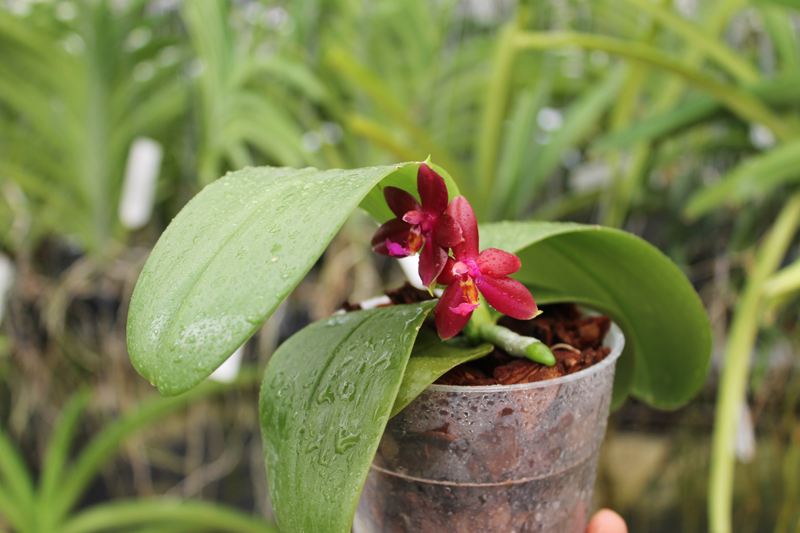 Phalaenopsis LD's Bear Queen x cornu cervi red.jpg