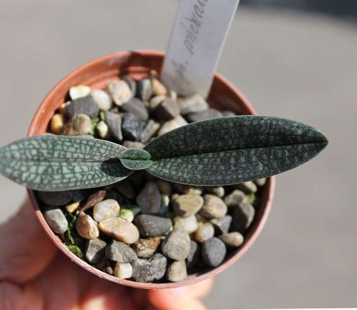 Paphiopedilum micranthum var eburneum.jpg