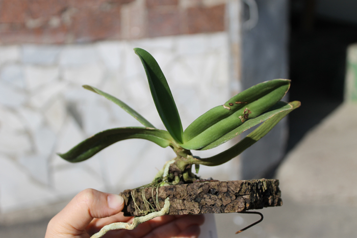 Amesiella philippinensis.jpg