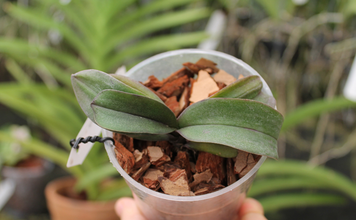 Asconopsis Jiaho's Orange 'Little Sweet Orange'.jpg