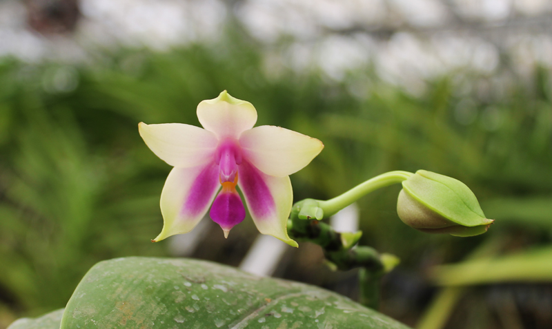 Phalaenopsis bellina 'blue'.jpg