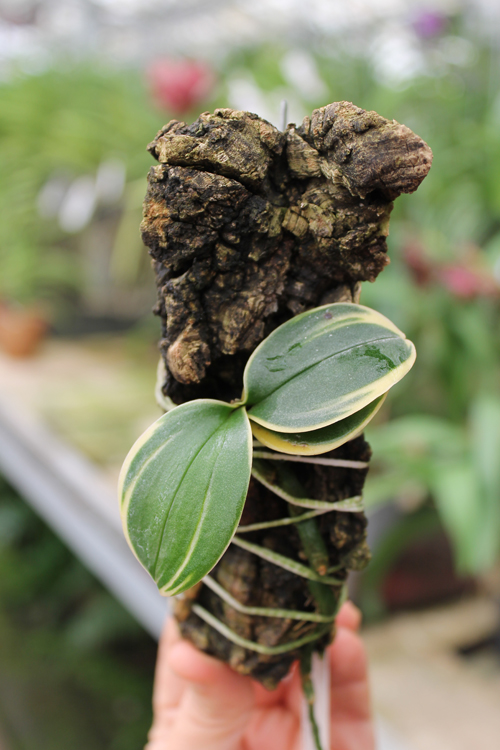 Doritaenopsis Sogo Vivien Variegated leaf.jpg