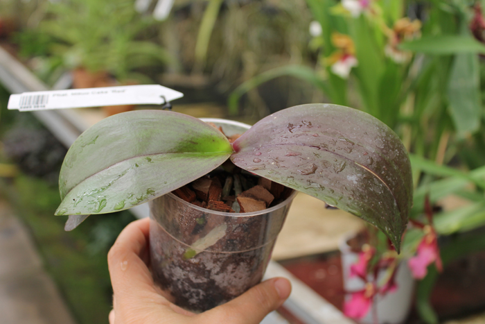 Phalaenopsis Mituo Cake 'Red'.jpg