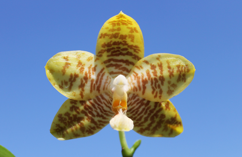 Phalaenopsis Chienlung Mosaics (Yaphon Sir x hieroglyphica).jpg