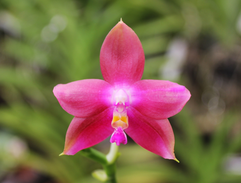 Phalaenopsis Jennifer Palermo x Phalaenopsis LD's Bear Queen.jpg