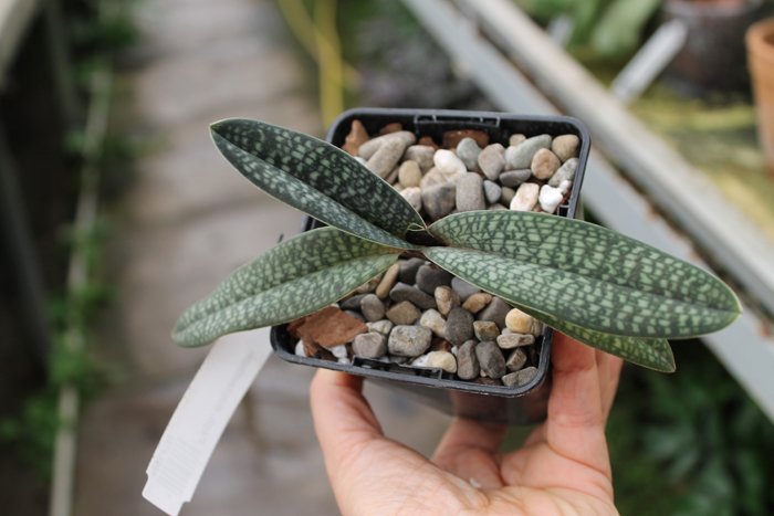 Paphiopedilum micranthum.jpg