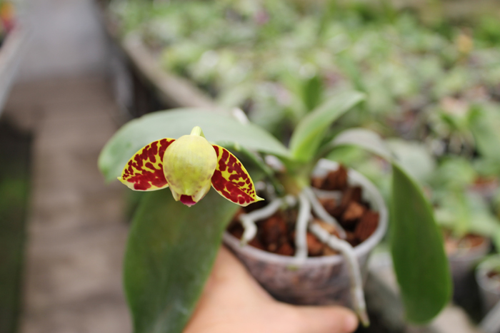 Phalaenopsis Sogo Pony 'YS' (Ching Her Buddha x Sogo Kaiulani).jpg