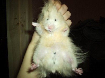 Ну сколько раз повторять: я вам не кошка!