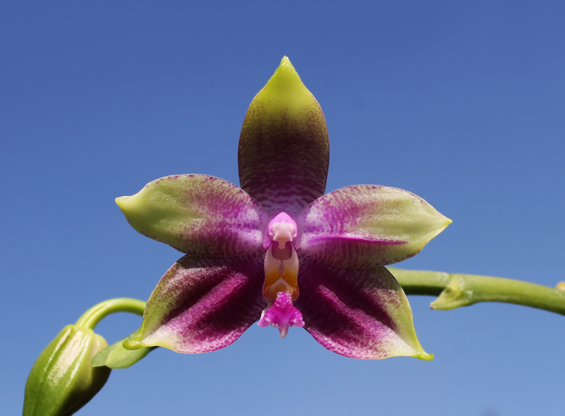 Phalaenopsis Yaphon Oh My God.jpg