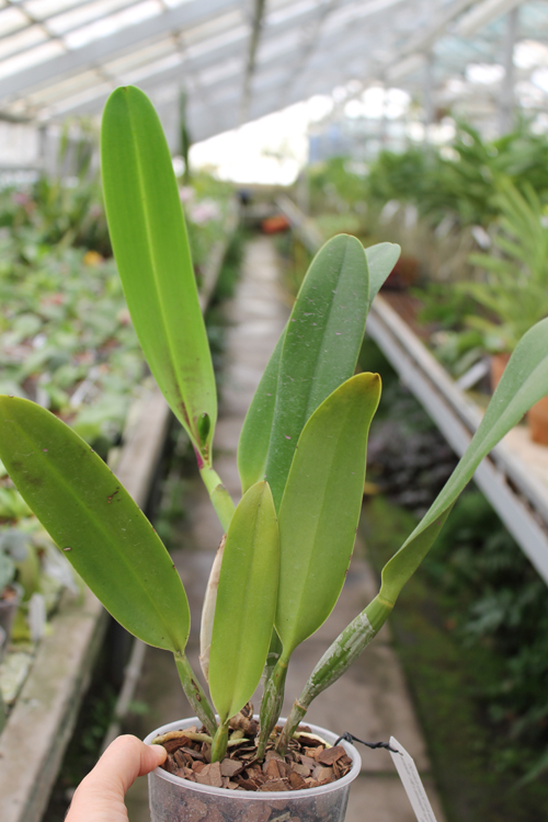 Brassolaeliocattleya Toshie Aoki 'Pizazz Subv OC'.jpg
