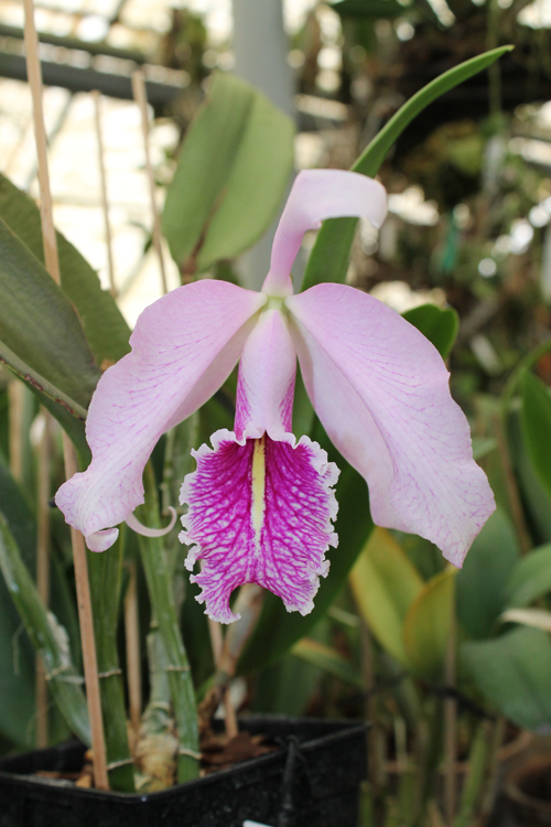 Cattleya maxima.jpg