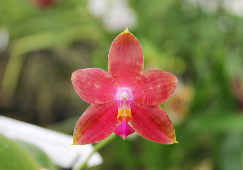 Phalaenopsis amboinensis yellow x violacea indigo.jpg
