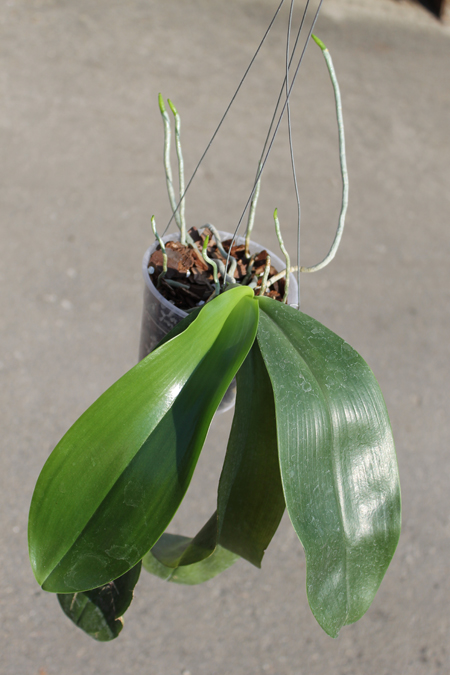 Phalaenopsis Joey (gigantea x lueddemanniana).jpg