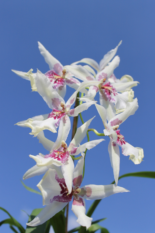 Beallara Tahoma Glacier 'Green'.jpg