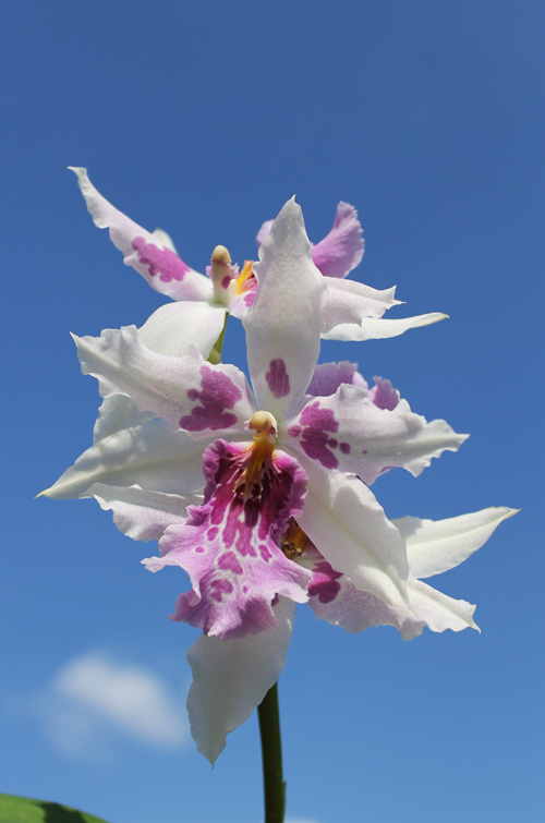 Aliceara Tahoma Glacier x Miltonia Honolulu.jpg