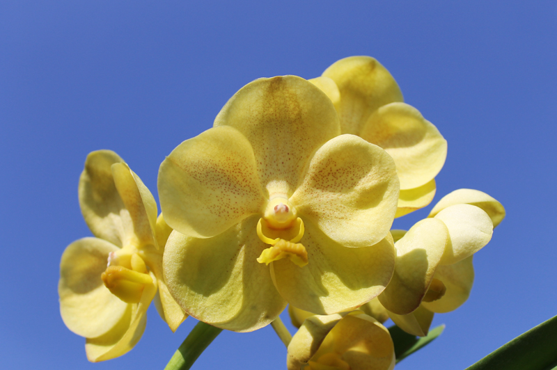 Christieara Keereeboon.jpg