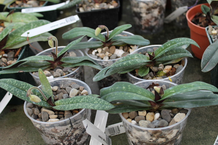 Paphiopedilum niveum.jpg