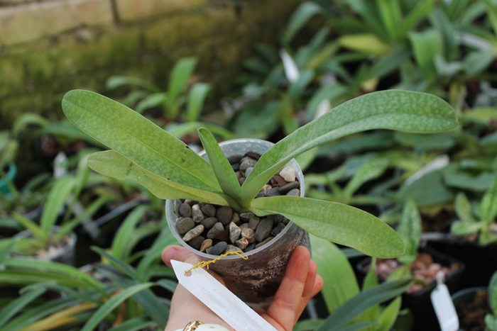 Paphiopedilum rothschildianum x Sunshine Glory x concolor.jpg