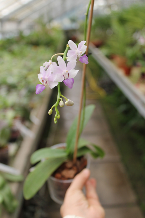 Phalaenopsis Tying Shin Blue Jay x Doritaenopsis Purple Martin.jpg